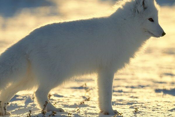 arctic-fox_217_600x450